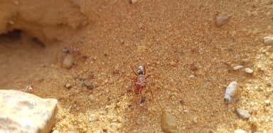 Cataglyphis bombycina — worker photo 75