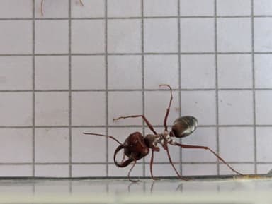 Cataglyphis bombycina photo 101