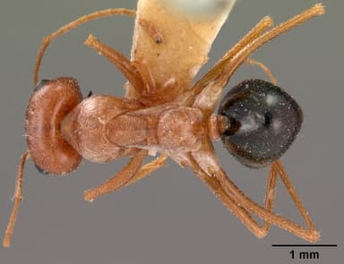 Cataglyphis bombycina — queen photo 21