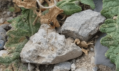 Cataglyphis cubica photo 15