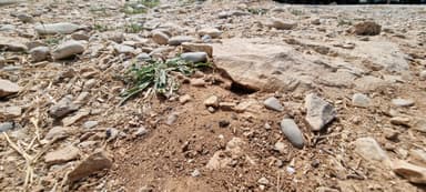Cataglyphis cursor — worker photo 4