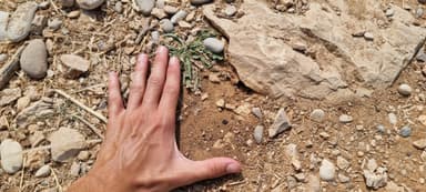 Cataglyphis cursor — worker photo 5