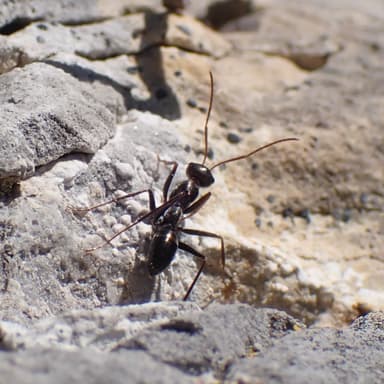 Cataglyphis cursor photo 7