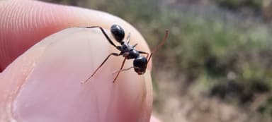 Cataglyphis cursor photo 14