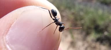 Cataglyphis cursor photo 15