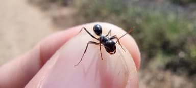 Cataglyphis cursor photo 16