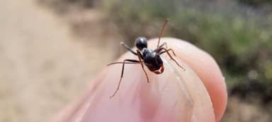 Cataglyphis cursor photo 17