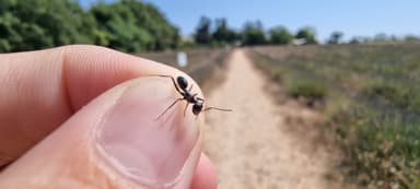 Cataglyphis cursor photo 18