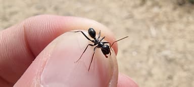 Cataglyphis cursor photo 20