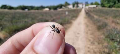 Cataglyphis cursor photo 21