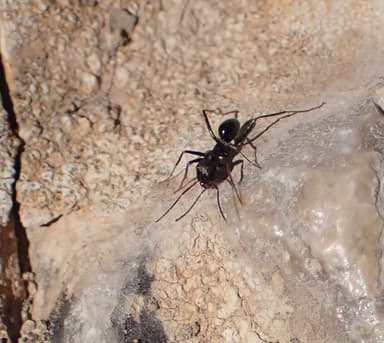 Cataglyphis cursor photo 22