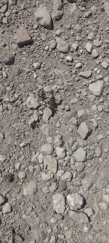 Cataglyphis cursor photo 23
