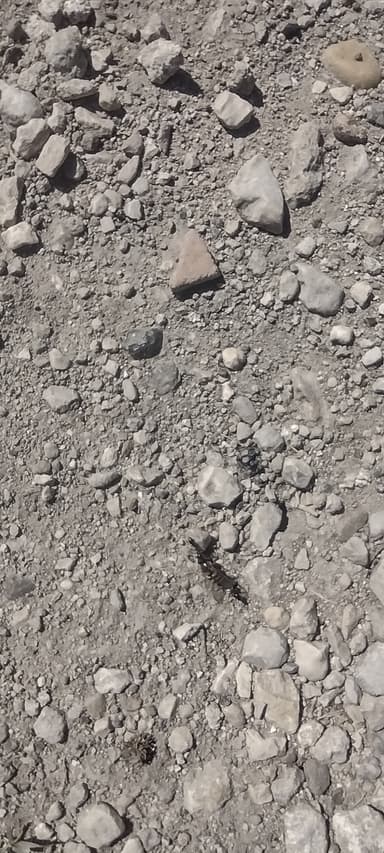 Cataglyphis cursor photo 24