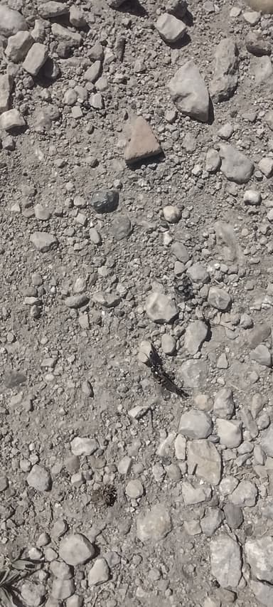 Cataglyphis cursor photo 25