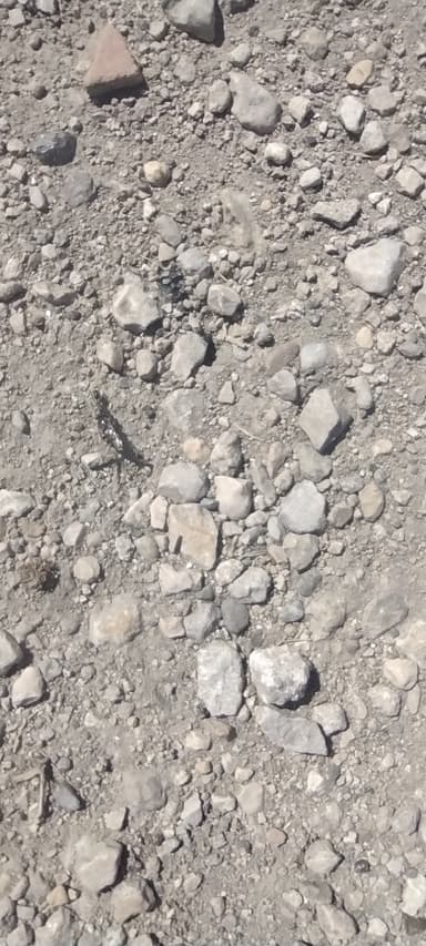 Cataglyphis cursor photo 26
