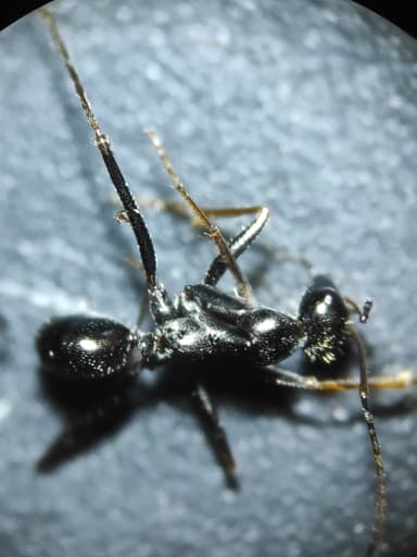Cataglyphis cursor photo 28