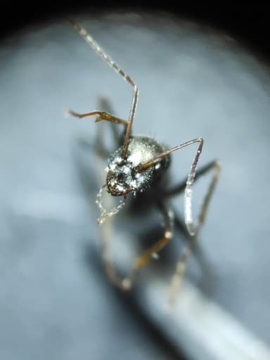 Cataglyphis cursor photo 29