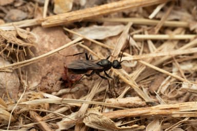Cataglyphis cursor photo 30
