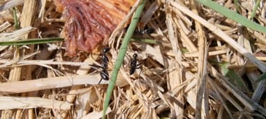 Cataglyphis cursor photo 31