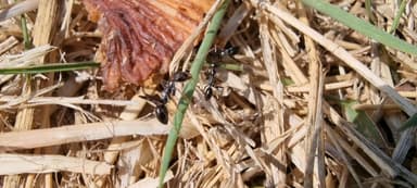 Cataglyphis cursor photo 32