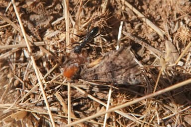 Cataglyphis cursor photo 35