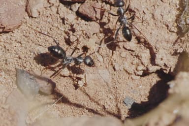 Cataglyphis cursor photo 36