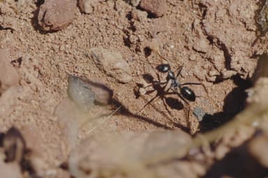 Cataglyphis cursor photo 37