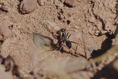 Cataglyphis cursor photo 38