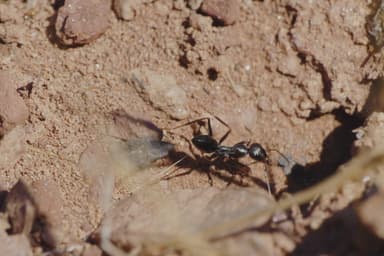 Cataglyphis cursor photo 39