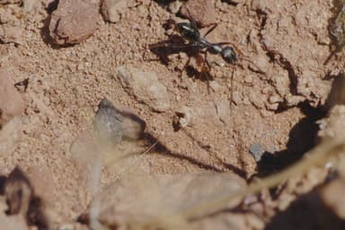 Cataglyphis cursor photo 40