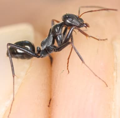 Cataglyphis cursor photo 41