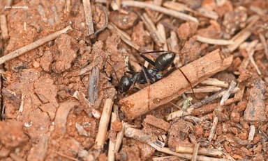 Cataglyphis cursor photo 44