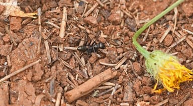 Cataglyphis cursor photo 45