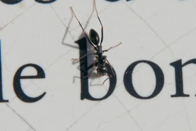 Cataglyphis cursor photo 46