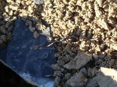 Cataglyphis cursor photo 47