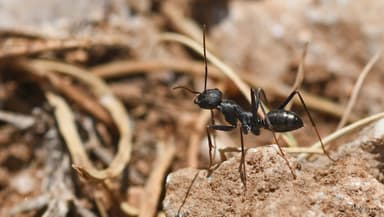 Cataglyphis cursor photo 49