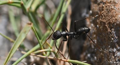 Cataglyphis cursor photo 50