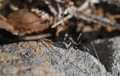 Cataglyphis cursor photo 51