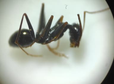 Cataglyphis cursor photo 52