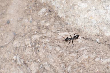Cataglyphis cursor photo 53
