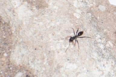 Cataglyphis cursor photo 54