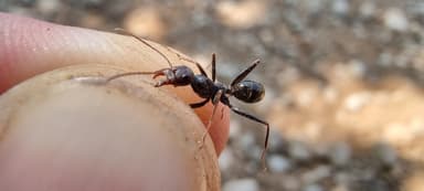 Cataglyphis cursor photo 57