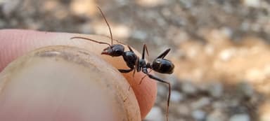 Cataglyphis cursor photo 58