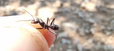 Cataglyphis cursor photo 59