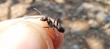 Cataglyphis cursor photo 61