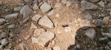 Cataglyphis cursor photo 62