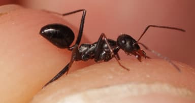 Cataglyphis cursor photo 63