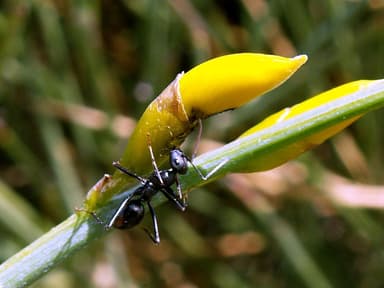 Cataglyphis cursor photo 64