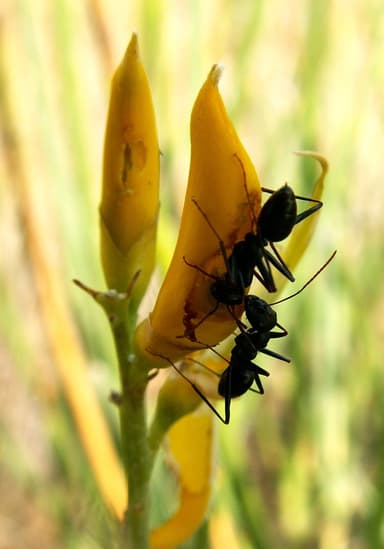 Cataglyphis cursor photo 65