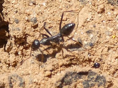 Cataglyphis cursor photo 66